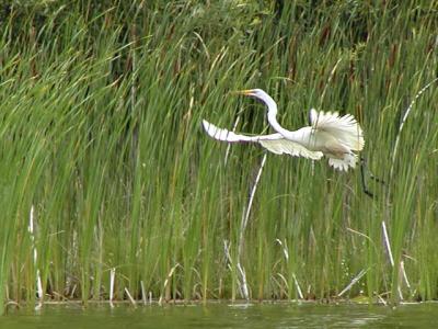 Egret in Flight