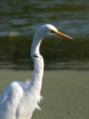 Egret and Dragonfly