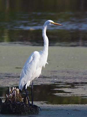 Great Egret