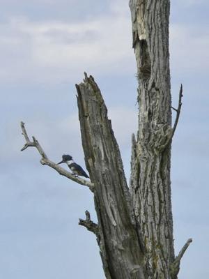 Kingfisher and Nest