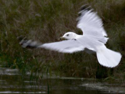 Sea Gull in Flight