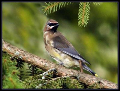 Cedar Waxwing