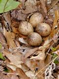 Woodcock Nest