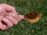 Great Spangled Fritillary Butterfly