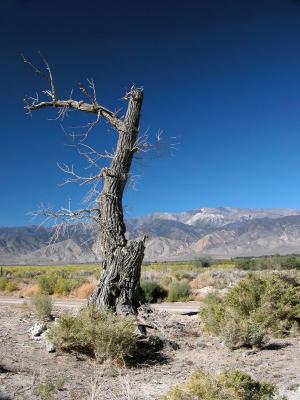 v3/64/215064/3/48336164.Fish_Lake_Tree_desertscene_web.jpg