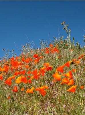 Desert Wild Flowers - Poppies and Blue Sky