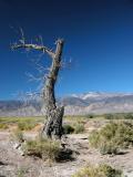 Desert Scene - Fish Lake Valley Tree