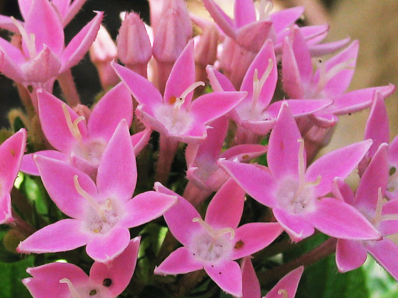 Pink Pentas lanceolata