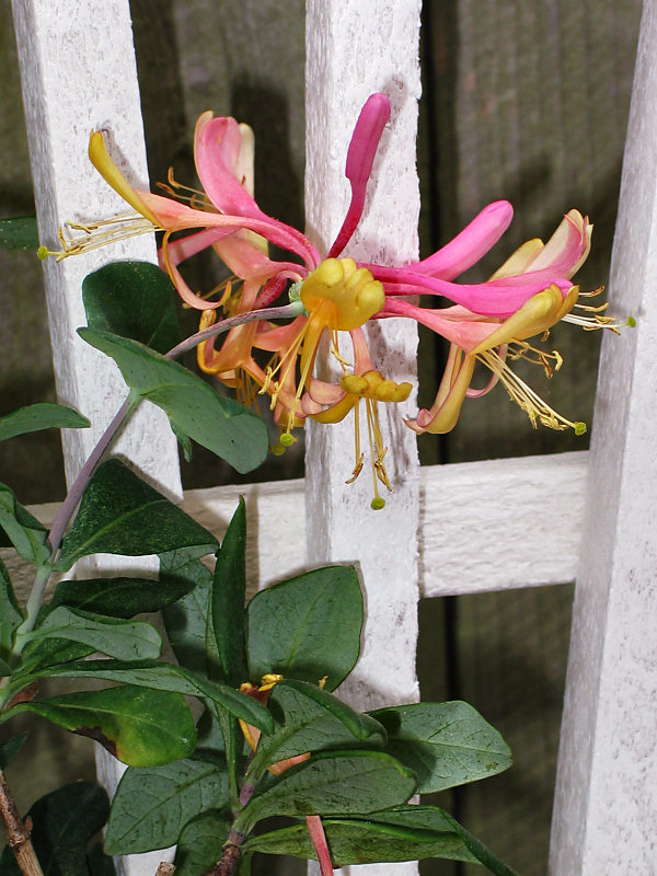 Goldflame Honeysuckle (Lonicera x heckrottii)