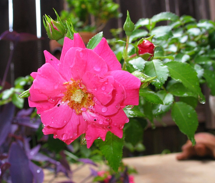 Flower Carpet Pink rose after rain
