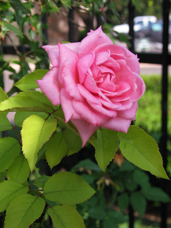 Back gate pink rose 2