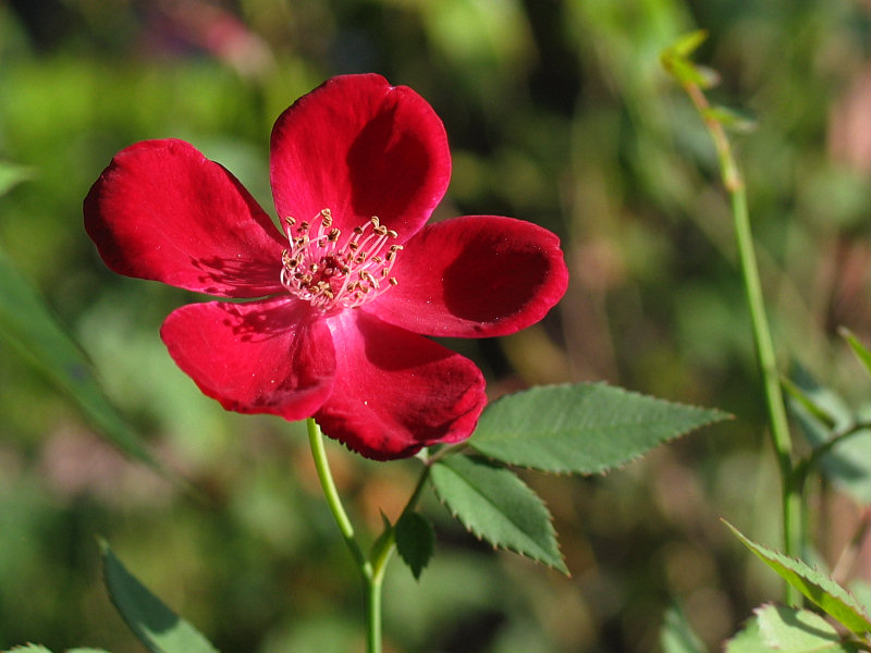 Back gate red china rose - Martha Gonzales?