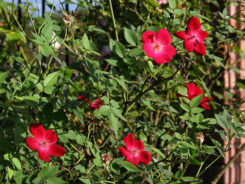 Back gate red china roses - Martha Gonzales?
