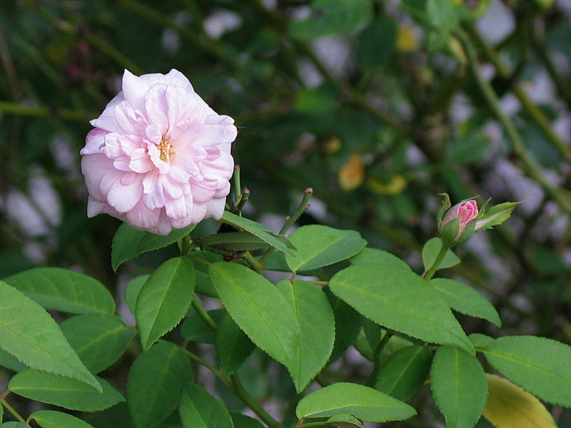 Front gate pink rose - Ccile Brnner polyantha?