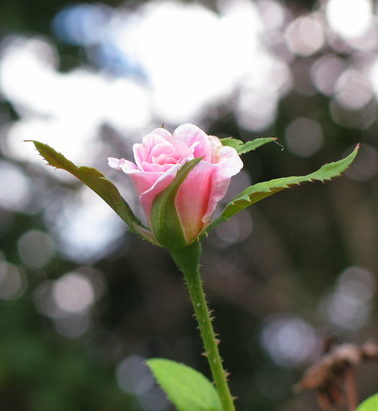 Front gate pink rose bud - Ccile Brnner?