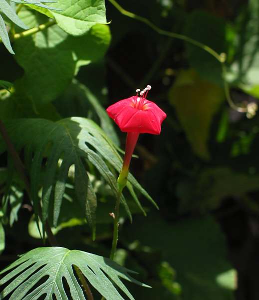 Cardinal Climber (Ipomoea X multifida)