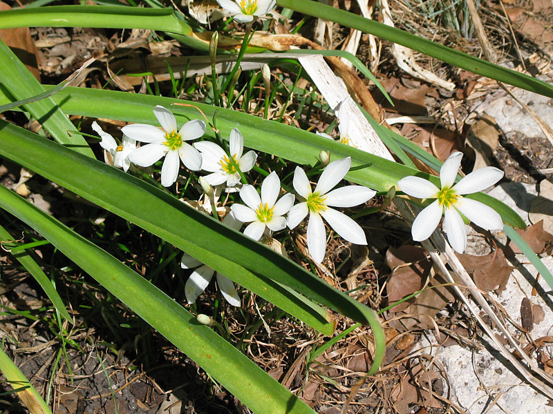 Little White Flowers
