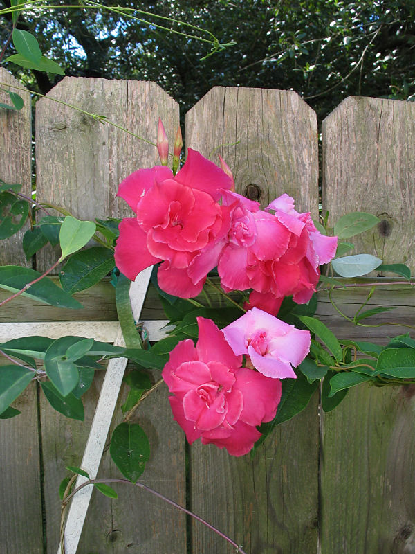 Mandevilla cluster - Pink Parfait