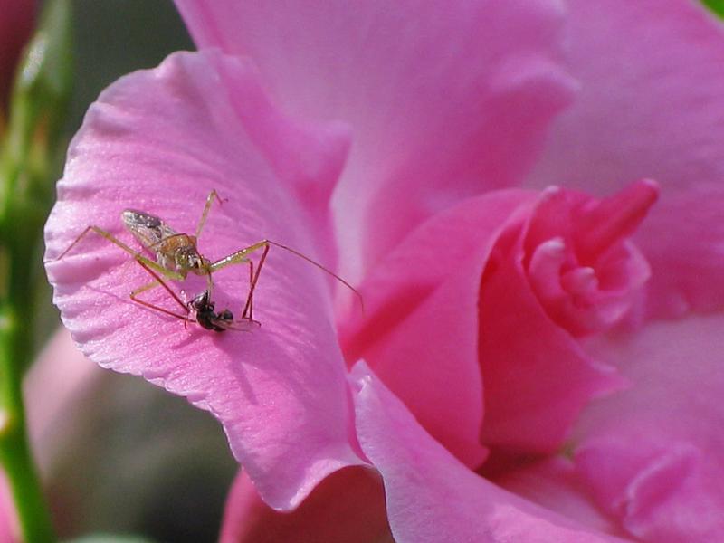 Floral Ambush