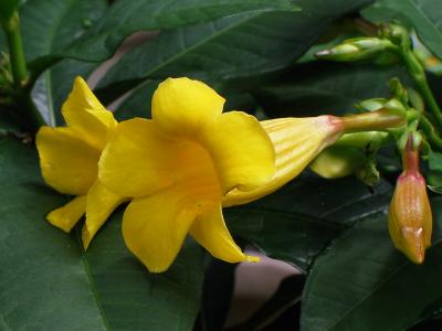 Allamanda