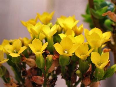 Yellow Kalanchoe blossfeldiana