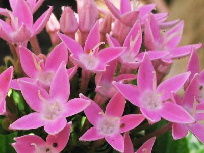 Pink Pentas lanceolata