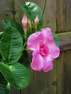 Mandevilla Pink Parfait (Mandevilla x amabilis)