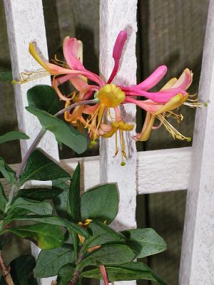 v3/64/245964/3/46359666.honeysuckle1clarifysharpen.jpg
