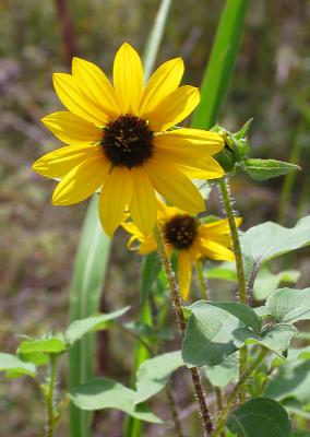 Wild Sunflower