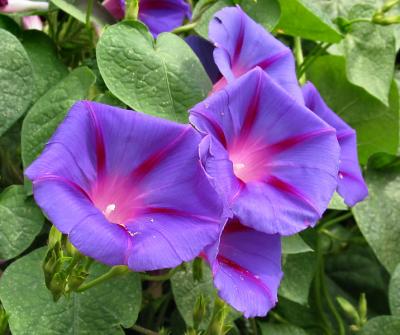 Morning Glory