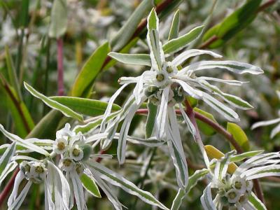 Closeup of Snow-on-the-Prairie (Euphorbia bicolor)