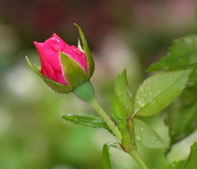 Flower Carpet Pink rose bud