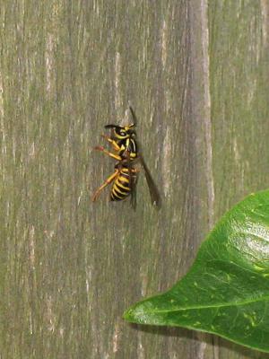 Some kind of wasp