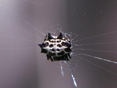 Gasteracantha cancriformis (spiny orb weaver)