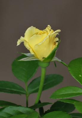 Flower Carpet Yellow rose bud