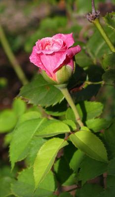 Back gate pink rose bud - 'Belinda's Dream'?