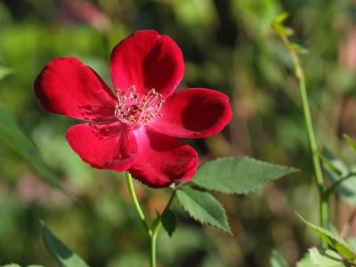 Back gate red china rose - Martha Gonzales?