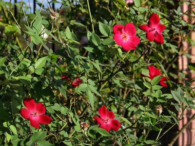 Back gate red china roses - Martha Gonzales?