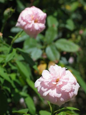 Front gate pink roses - 'Cécile Brünner'?