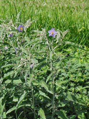 Silverleaf Nightshade (Solanum elaeagnifolium)