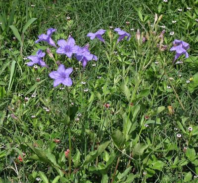 Wild Ruellia and Friends