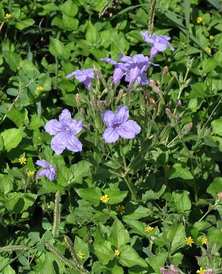 Ruellia with Different Friends