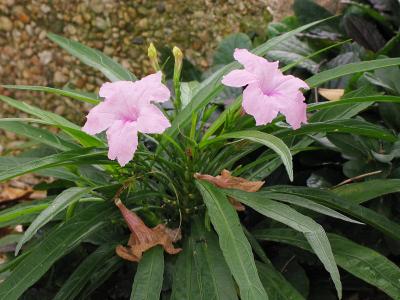 Ruellia brittoniana