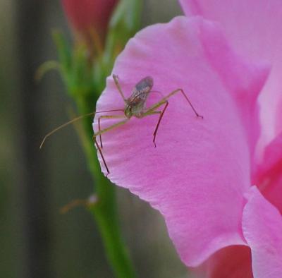 Assassin Bug