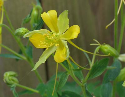 Yellow Columbine (Aquilegia longissima?)