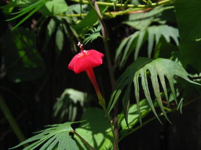 Cardinal Climber (Ipomoea X multifida)