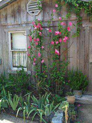 Mandevilla Vine