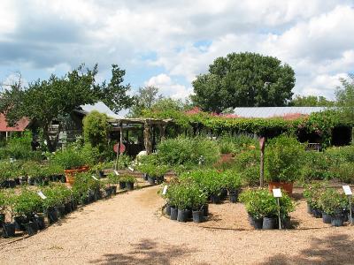 Wide View of Some of the Roses