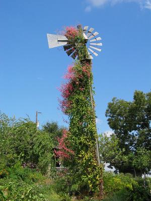 Coral Vine (Antigonon leptopus) on windmill