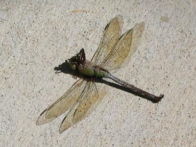 Dead Dragonfly